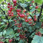 Rifs 'Rautt Hollenskt' - Ribes rubrum 'Rautt Hollenskt'