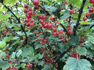 Rifs 'Rautt Hollenskt' - Ribes rubrum 'Rautt Hollenskt'