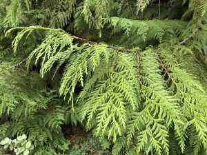 Risalífviður - Thuja plicata - Image 4