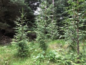 Risalífviður - Thuja plicata - Image 2