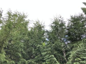 Risalífviður - Thuja plicata - Image 3