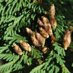 Risalífviður - Thuja plicata