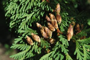 Risalífviður - Thuja plicata