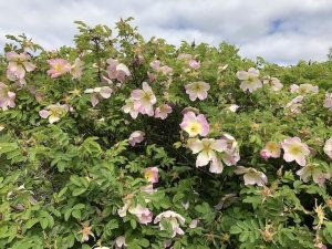 Rós 'Ristinummi' (járnbrautarrósin) - Rosa 'Ristinummi' - Image 3