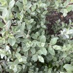 Rjúpuvíðir 'Þórhalla' - Salix glauca 'Þórhalla'