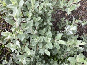 Rjúpuvíðir 'Þórhalla' - Salix glauca 'Þórhalla'