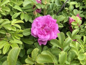 Rós 'Lísa' - Rosa rugosa 'Lísa' - Image 2