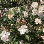 Rós 'Lykkefund' - Rosa 'Lykkefund'