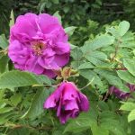 Rós 'Örträsk' - Rosa 'Örträsk' / 'Örtelius'