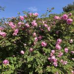 "Páfarós" - Rosa 'Poppius'