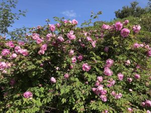 "Páfarós" - Rosa 'Poppius'