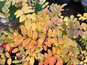 Rós 'Ristinummi' (járnbrautarrósin) - Rosa 'Ristinummi' - Image 2