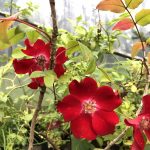 Rós 'Rote Max Graf' - Rosa 'Rote Max Graf'