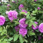 Rós 'Skotta' - Rosa 'Skotta'