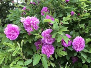 Rós 'Skotta' - Rosa 'Skotta'