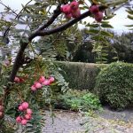 Rósareynir - Sorbus rosea