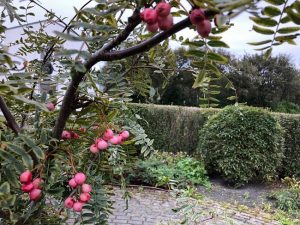 Rósareynir - Sorbus rosea