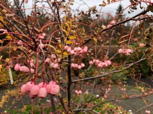 Rósareynir - Sorbus rosea - Image 3