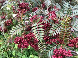 Rúbínreynir - Sorbus bissetii - Image 2