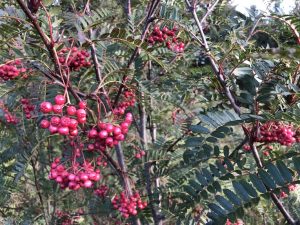 Rúbínreynir - Sorbus bissetii - Image 3