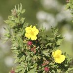 Runnamura 'Goldteppich' - Dasiphora fruticosa 'Goldteppich'