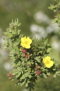 Runnamura 'Goldteppich' - Dasiphora fruticosa 'Goldteppich'