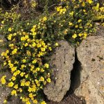 Runnamura 'Elizabeth' - Dasiphora fruticosa 'Elizabeth'