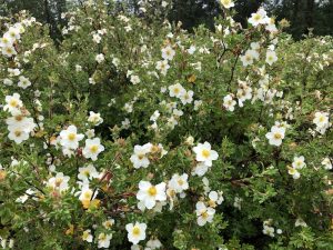 Runnamura 'Mount Everes' - Dasiphora fruticosa 'Mount Everest' - Image 2