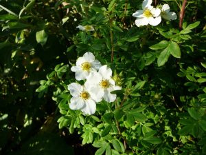 Runnamura 'Mount Everes' - Dasiphora fruticosa 'Mount Everest'