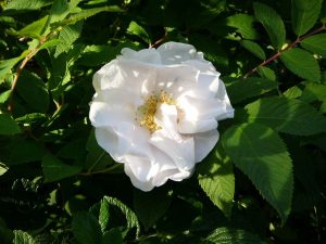 Ígulrós 'Fönn' - Rosa rugosa 'Fönn' - Image 3