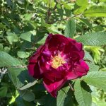 Rós 'Guðbjörg' - Rosa 'Guðbjörg'