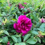 Ígulrós 'Hadda' - Rosa rugosa 'Hadda'