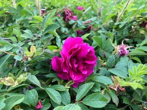 Ígulrós 'Hadda' - Rosa rugosa 'Hadda'
