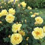Rós 'Harison's Yellow' - Rosa 'Harison's Yellow'
