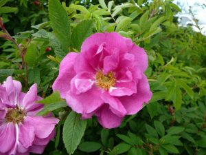 Rós 'Hilda' - Rosa 'Hilda' - Image 2