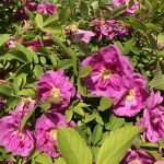 Rós 'Hilda' - Rosa 'Hilda'