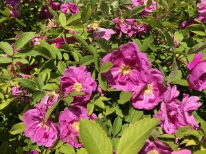 Rós 'Hilda' - Rosa 'Hilda'