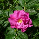 Ígulrós 'Krístin' - Rosa rugosa 'Kristín'