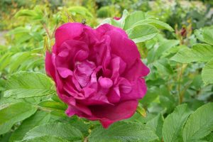 Ígulrós 'Logafold' - Rosa rugosa 'Logafold' - Image 2