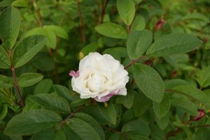 Rós 'Louise Bugnet'  - Rosa 'Louise Bugnet' - Image 3