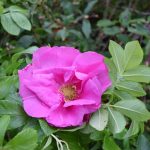 Ígulrós 'Rosa Zwerg' - Rosa rugosa 'Rosa Zwerg / 'Dwarf Pavement'