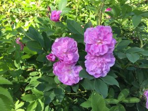 Rós 'Skotta' - Rosa 'Skotta' - Image 2