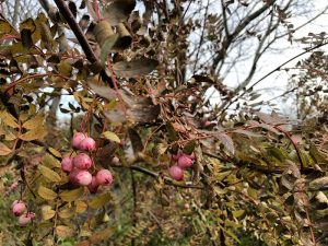 Rósareynir - Sorbus rosea - Image 2