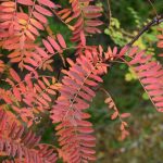 Rúbínreynir - Sorbus bissetii
