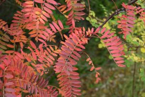 Rúbínreynir - Sorbus bissetii
