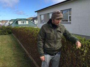 Strandavíðir / Gulvíðir  - Salix phylicifolia 'Strandir' (Tröllatunga) - Image 2