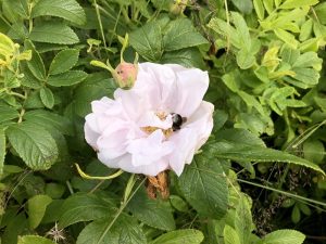Rós 'Schneekoppe' - Rosa rugosa 'Schneekoppe' - Image 2