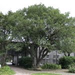 Selja - Salix caprea