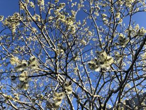 Selja - Salix caprea - Image 3