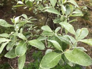 Selja - Salix caprea - Image 4